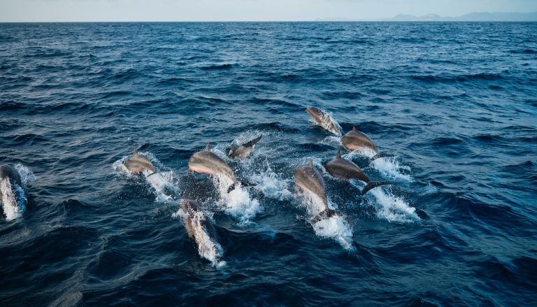 Dolphin/ Whale Watching | Windjammer Landing
